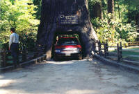 Ave of the Giants
