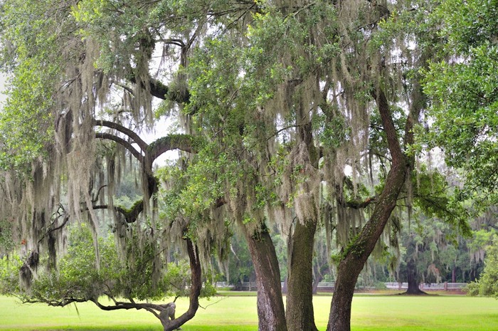 Middleton Plantation