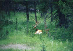 Yellowstone